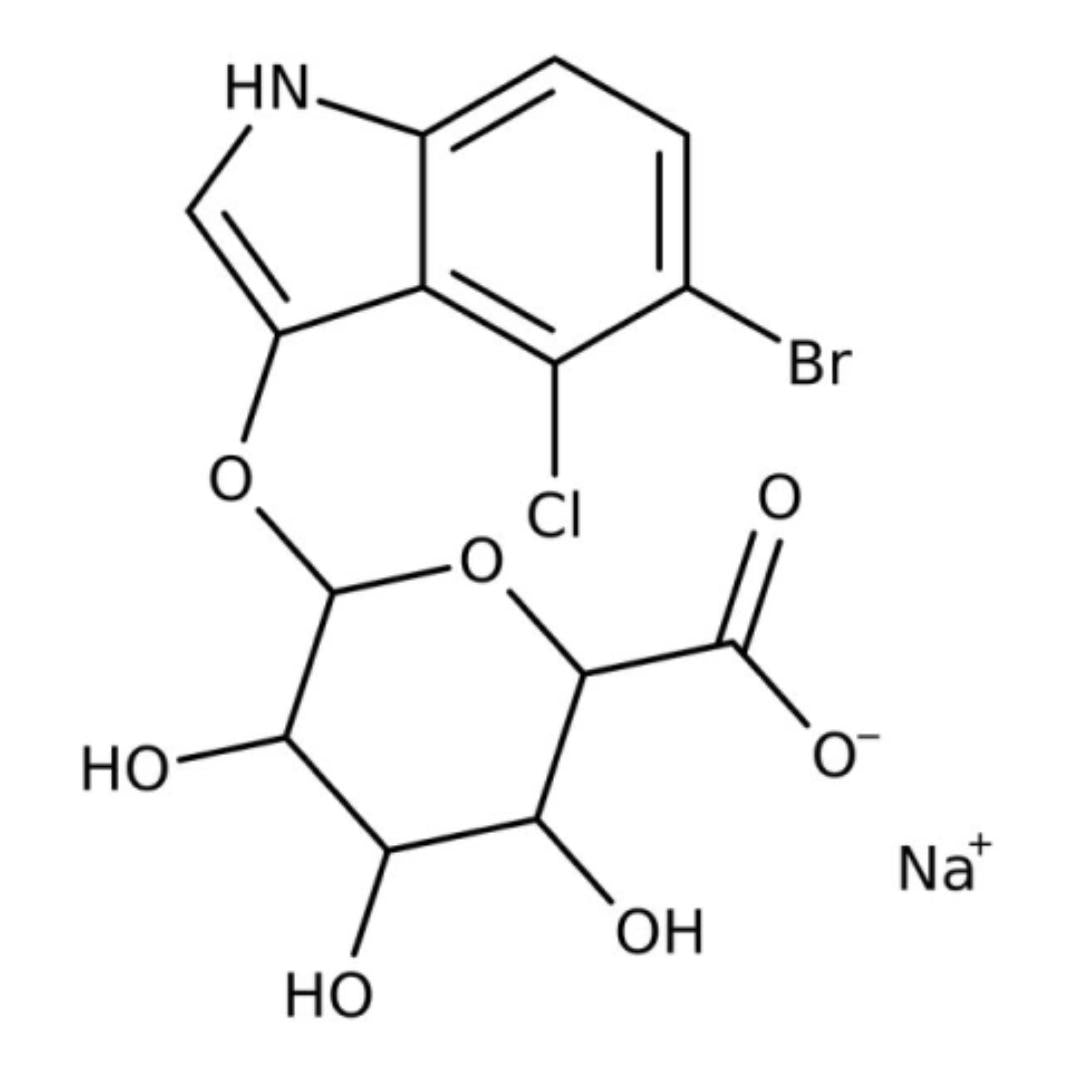Forlle'd Hyalogy β Serum